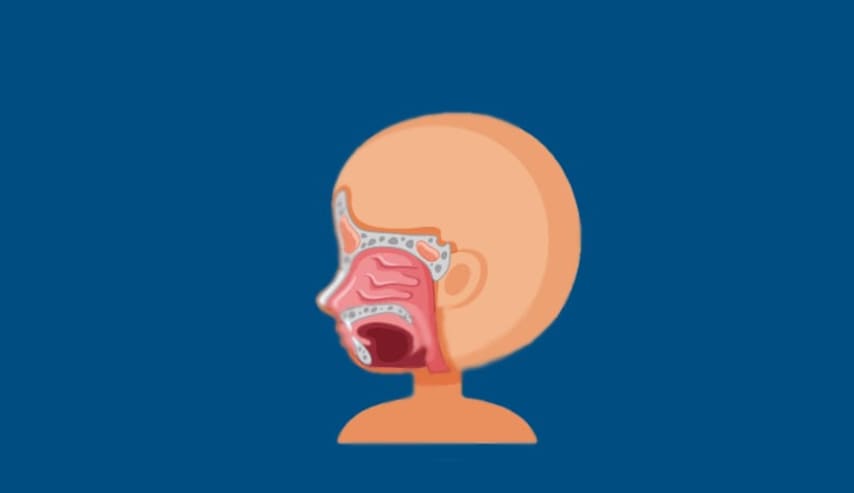 Terapia Miofuncional, intervención logopédica en alteraciones funcionales. Respiración, Masticación y Deglución