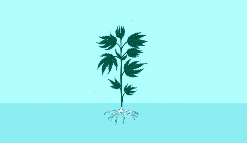 Buenas prácticas agrícolas en el cultivo de cannabis