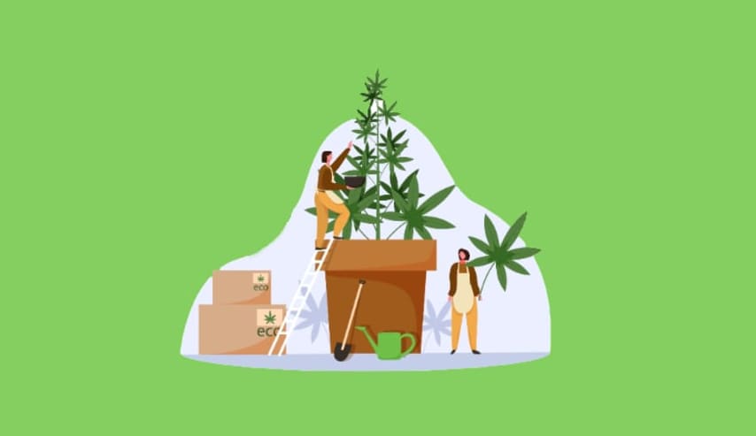 Autocultivo del cannabis 1
