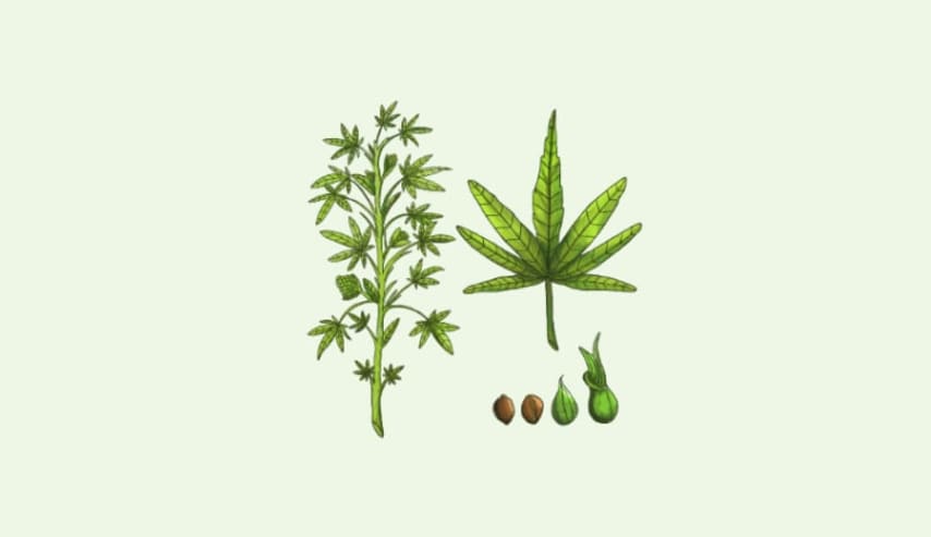 Costos De Producción del cannabis