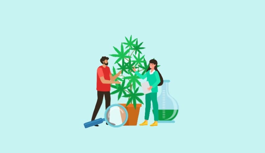 Cultivo en exterior de cannabis