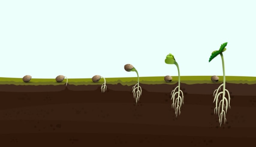 Procesos de cultivo de cannabis medicinal