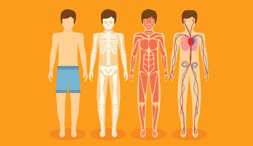 Anatomía Humana para Artistas Digitales - pt I