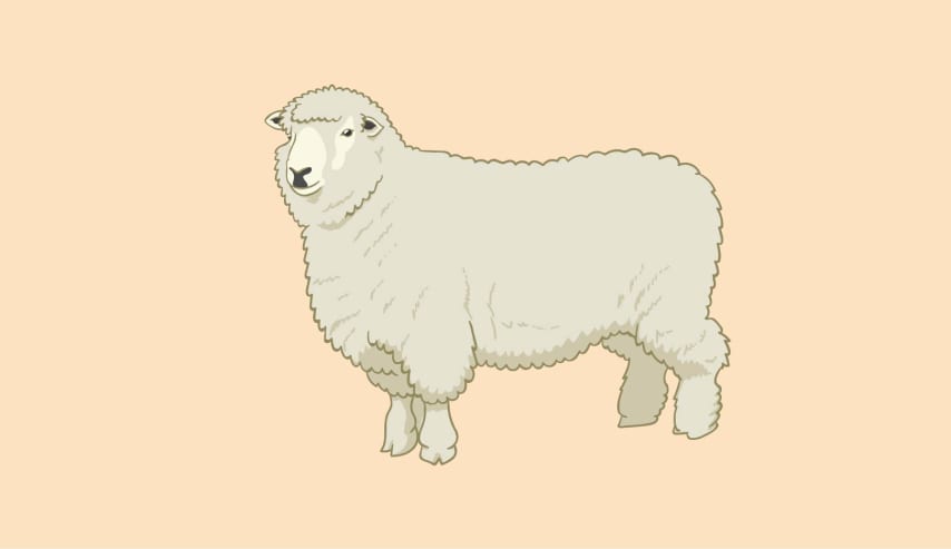 Descubre el mundo de las carnes. "Ovino y Caprino"
