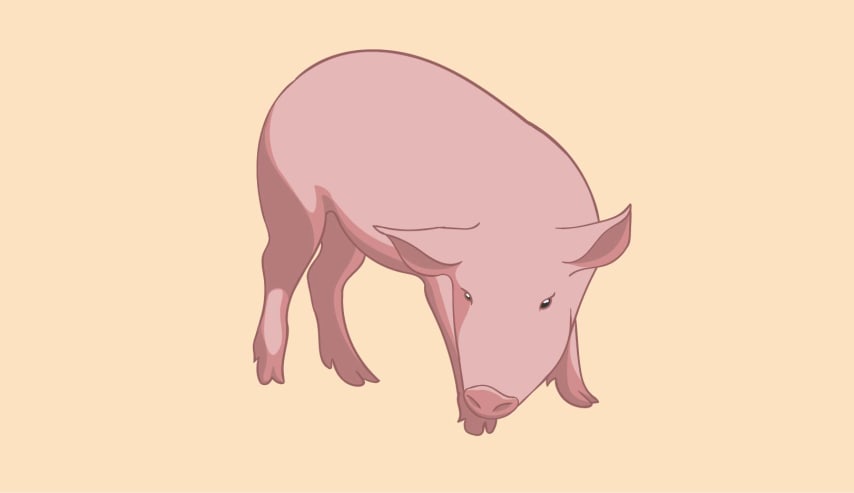Descubre el mundo de las carnes. "Porcino"