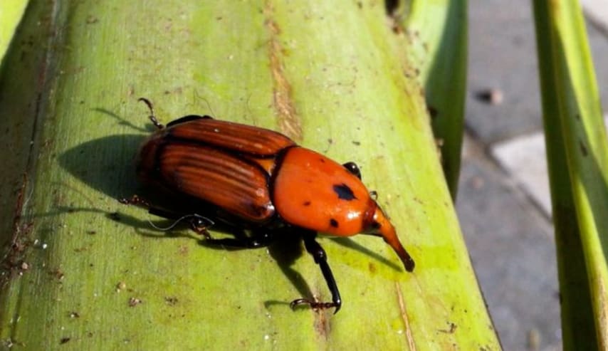 Aprende sobre el picudo rojo y sus daños en las palmeras