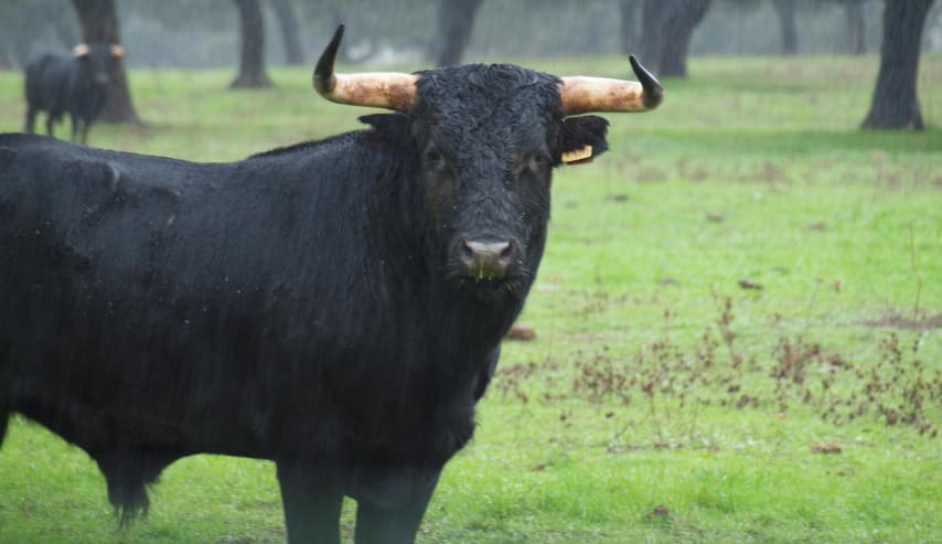 Aprende sobre el toro de Lidia