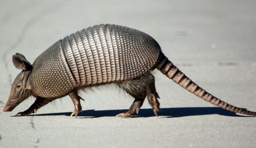 Biología de la conservación de Armadillos y Hormigueros