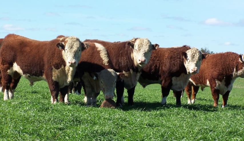 Gestión ambiental en la producción agropecuaria