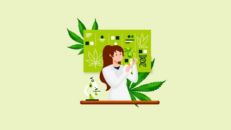 Genética y fitomejoramiento en el cannabis - Ideas y Negocios Rentables