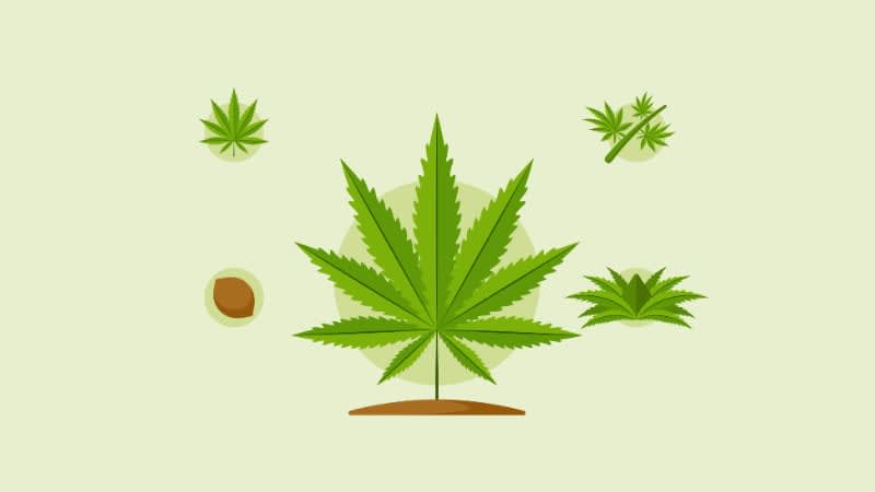 Fisiología vegetal en el cultivo del cannabis - Ideas y Negocios Rentables