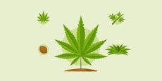 Fisiología vegetal en el cultivo del cannabis