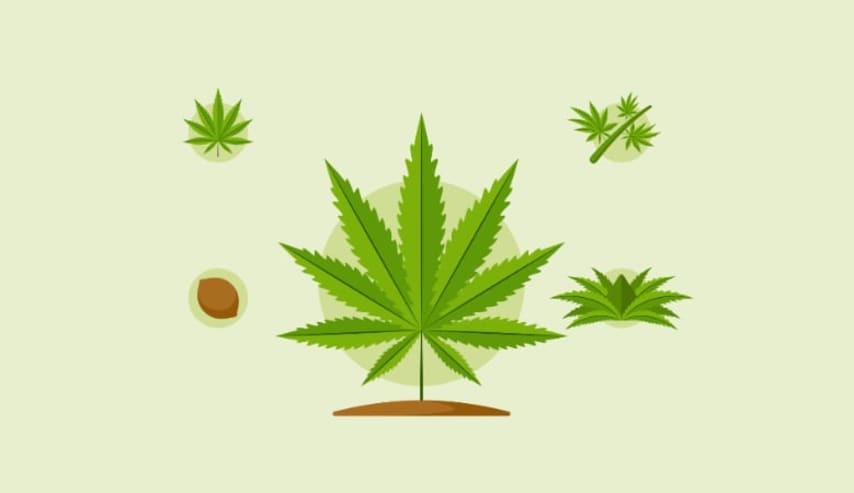 Fisiología vegetal en el cultivo del cannabis