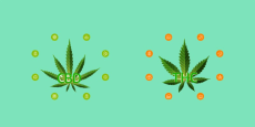 Explorando Cepas Populares de Cannabis