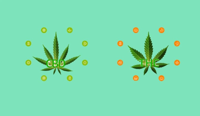 Explorando Cepas Populares de Cannabis