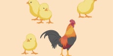 Descubre el mundo de las carnes. "Aves, Caza y otras carnes"