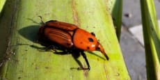 Aprende sobre el picudo rojo y sus daños en las palmeras