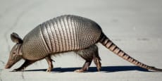 Biología de la conservación de Armadillos y Hormigueros
