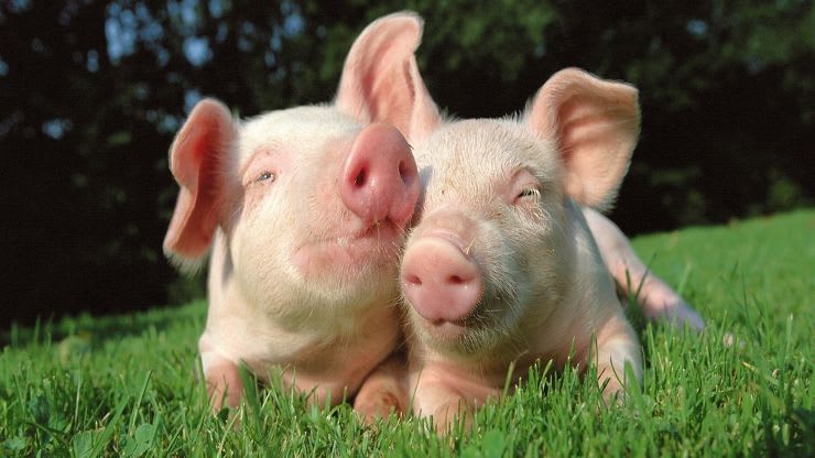 Aprende sobre la cadena alimentaria de carne porcina