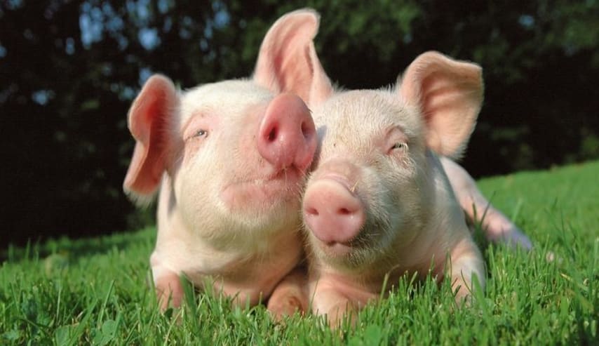 Aprende sobre la cadena alimentaria de carne porcina