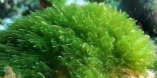El poder de las algas a nivel ecológico y biotecnológico