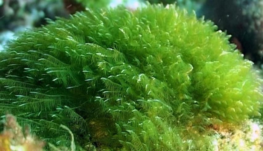 El poder de las algas a nivel ecológico y biotecnológico